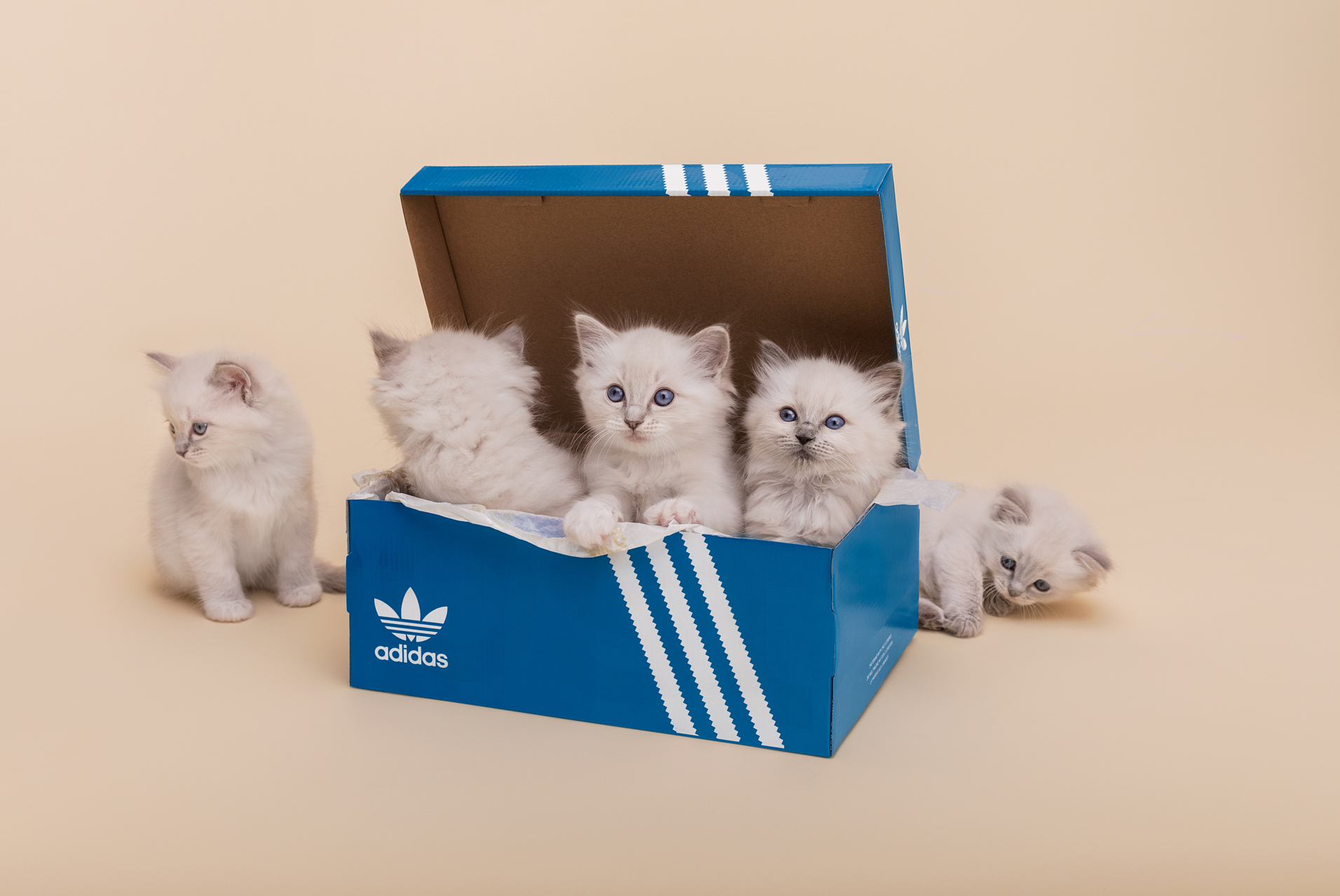 sneakersnstuff adidas I5923 kittens